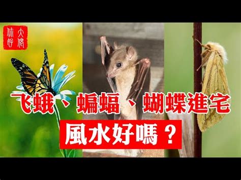 家裡突然出現蝴蝶|【家中飛來蝴蝶】家中突飛來蝴蝶？超神準吉兆特輯！飛進哪個區。